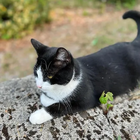 La Vigie, Bed & Breakfast 4*