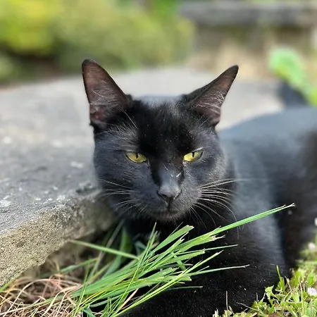 La Vigie, Bed & Breakfast