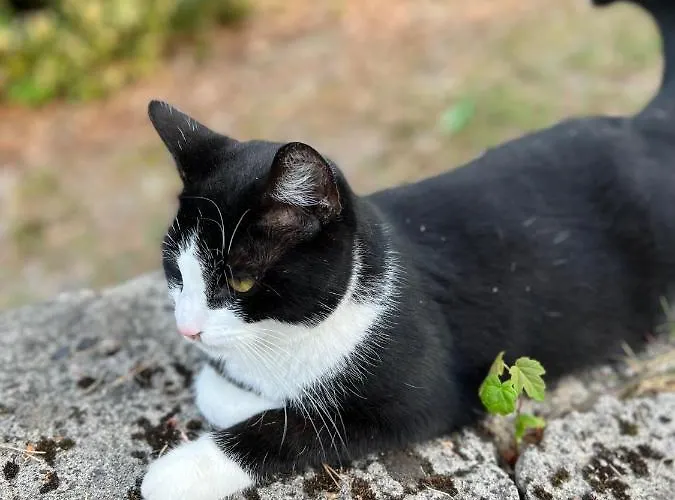 La Vigie, Bed & Breakfast 4*