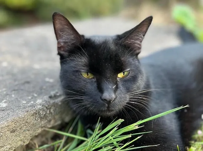 La Vigie, Bed & Breakfast